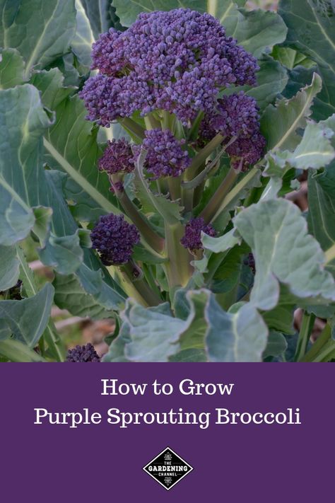 Purple sprouting broccoli is a fun vegetable to grow. Learn how to harvest your own purple broccoli and the benefits of growing it. #gardeningchannel #gardening #growingvegetables #vegetablegardening #purplevegetables Growing Broccoli From Scraps, Growing Broccoli From Seed, How Does Broccoli Grow, Purple Broccoli, Harvesting Broccoli, Purple Sprouting Broccoli, Allotment Plan, California Gardening, Vegetables Growing