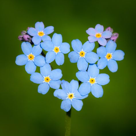 Photograph a blue heart by Øistein Haugsten Holen on 500px Plant Fungus, Blue Hearts, Wonderful Flowers, Heart Flower, Flower Fairies, Little Flowers, Forget Me Not, Blue Heart, Flowers Nature