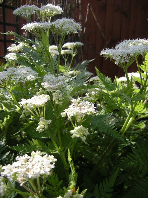 Allotment Flowers, Library Courtyard, Sweet Cicely, Sweet Fern, Pleached Trees, Tall Tale, Plant Shopping, Tree Bed, Garden World