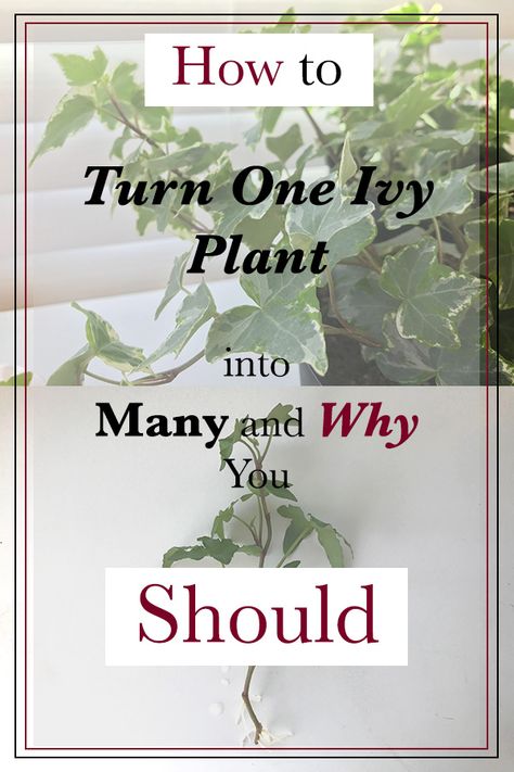 Step by step how to guide to turn one indoor Ivy plant into many and why you should.  The Perfect plant for beginner propagation methods and urban gardening.  English Ivy has so many varieties and so beautiful.  No reason why you shouldn't have many at a very very low cost!  #gardening #garden #indoorplants #propagate #howto #DIY #airpurify #clean #health #urban #planter #decorating #growyourown #houseplantclub Indoor Ivy, Propagation Methods, Ivy Plant Indoor, English Ivy Plant, Growing Food Indoors, Ivy Plant, Plant Indoor, Garden Hacks, Ivy Plants