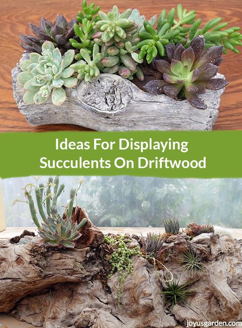 Two different driftwood and succulents arrangement: Ideas For Displaying Succulents On Driftwood Driftwood Planters, Driftwood Ideas, Succulent Landscape Design, Ideas For Garden, Large Indoor Plants, Driftwood Art Diy, Succulent Landscaping, Types Of Succulents, Floor Plants