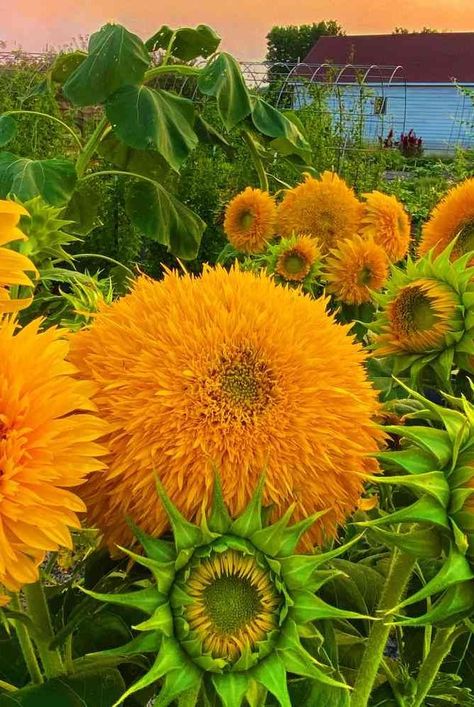 Mammoth Sunflower Garden Ideas, Sunflower Companion Plants Vegetable Garden, Harvesting Sunflowers, Sunflower Growing Stages, Mammoth Sunflower, Sunflowers Facing Each Other, Types Of Sunflowers, Sunflower Patch, Giant Sunflower