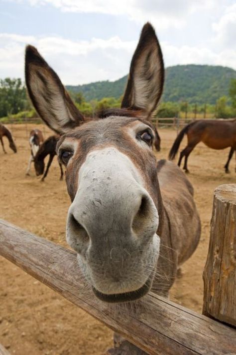 Donkey Pictures, Cute Donkey, A Donkey, Donkeys, Mule, Farm Animals, Fence, Cute Animals, Horses