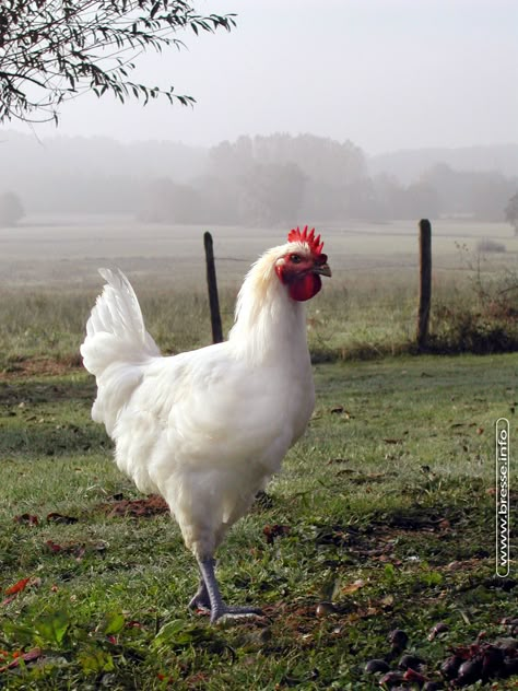 Poulet de Bresse - The beautiful white chickens from Bresse in Burgundy, France. Fell Pony, Best Egg Laying Chickens, Egg Laying Chickens, Beautiful Chickens, Laying Hens, Chicken Art, Chickens And Roosters, Farms Living, Chicken Breeds