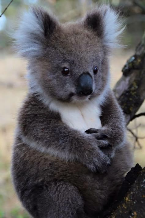 Cute Koalas, Cute Koala Bear, Koala Bears, Australia Animals, Baby Koala, Cute Koala, Australian Animals, Silly Animals, Cute Wild Animals