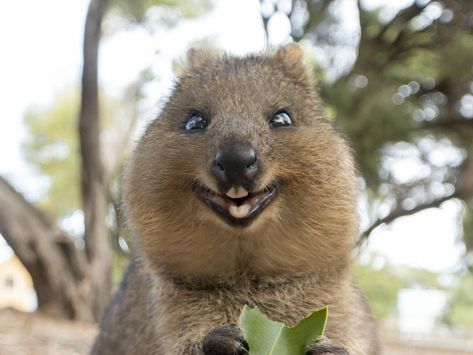 Best way to take a quokka selfie