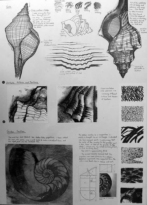 Another comprehensive sketchbook page based on the natural forms of shells. In addition to trialling a range of media and drawing techniques, students begin looking more closely at texture. Charcoal drawings of textured surfaces, as well as an etching of a nautilus shell (with notes about the Golden Section) are included. Sketchbook Layout, Natural Form Art, Gcse Art Sketchbook, Observational Drawing, Charcoal Drawings, Nautilus Shell, 3d Studio, Sketchbook Pages, Gcse Art