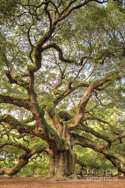 Angel Oak Tree, Angel Oak Trees, 숲 사진, Weird Trees, Angel Oak, Old Oak Tree, Old Trees, Old Tree, Ancient Tree