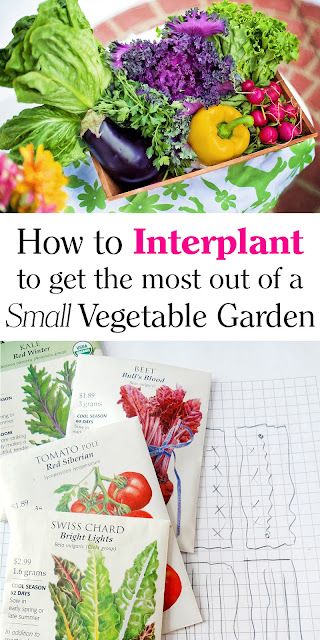 Plot Planner, Small Vegetable Garden, Vegetable Garden Planner, Vegetable Gardening Ideas, Southern Mom, Small Vegetable Gardens, Vegetable Garden Ideas, Indoor Vegetable Gardening, Organic Vegetable Garden