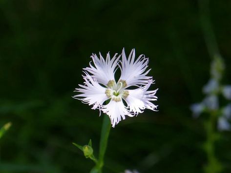 Carnation Wild Flower - Free photo on Pixabay Carnation Flower, Wild Flower, Free Photo, Free Photos, Stock Images Free, Wild Flowers, Stock Images, Plants, Flowers