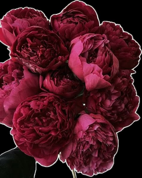 Ftd Flowers, Red Peonies, Nothing But Flowers, No Rain, Flower Therapy, Beautiful Bouquet Of Flowers, Flower Quotes, Luxury Flowers, Arte Floral