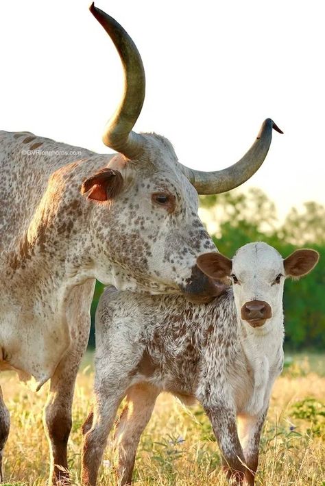 15 awesome reasons why ranchers raise Texas Longhorn Cattle - GVR Longhorns LLC Cow Photoshoot, Cattle Pictures, Cattle Photography, Cows And Horses, Texas Longhorn Cow, Texas Longhorn Cattle, Ranch Animals, Cute Calf, Funny Cows