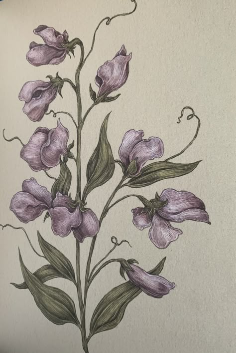 Sweet Pea Illustration, Pea Illustration, Sweet Pea Tattoo, Botanical Sketchbook, Botanical Flowers Print, Sweet Pea Flowers, Botanical Tattoo, Pea Flower, Plant Drawing