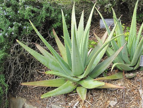 Aloe Vera (Aloe vera) at New Garden Landscaping & Nursery Growing Aloe Vera, Landscape Nursery, Low Water Gardening, Alpine Garden, Aloe Vera Plant, Aloe Plant, Sandy Soil, Gardening Advice, Low Maintenance Plants