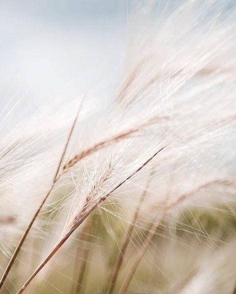 Foto Macro, Blowin' In The Wind, Wind Art, Wild Oats, Skyline Painting, Blowing In The Wind, Summer Corn, Green Country, Wheat Field