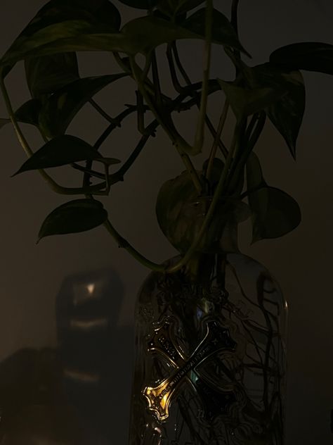 #dark #room #darkaesthetics #plants #plantsmakepeoplehappy Dark Room Plants Aesthetic, Dark Plant Aesthetic Room, Dark Green Plants Aesthetic, Plant Aesthetic Dark, Plants Dark Aesthetic, Dark Plant Aesthetic, Thalia Aesthetic, Robyn Core, 13 Treasures