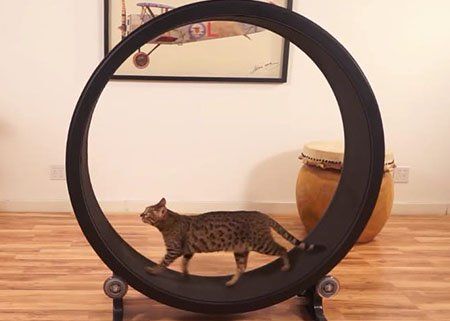 Here is something great for cats! Check out the One Fast Cat’s exercise wheel which is designed to improve felines' physical and mental health without having them go outside! The wheel is designed for cats that do not exceed 25 lbs. Learn more and find out what some other Veterinarians have to say: Cat Exercise Wheel, Bengal Kittens, Hamster Wheel, Cat Exercise, Dog Muzzle, Exercise Wheel, Bengal Cats, Cat Info, Cat Sleeping