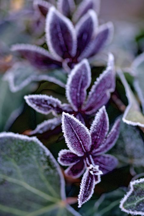 Frost Frozen Flowers, Snow Flakes, Airbrush Art, Winter Magic, Winter Scenery, Winter Beauty, Beautiful Dream, All Things Purple, Winter Garden