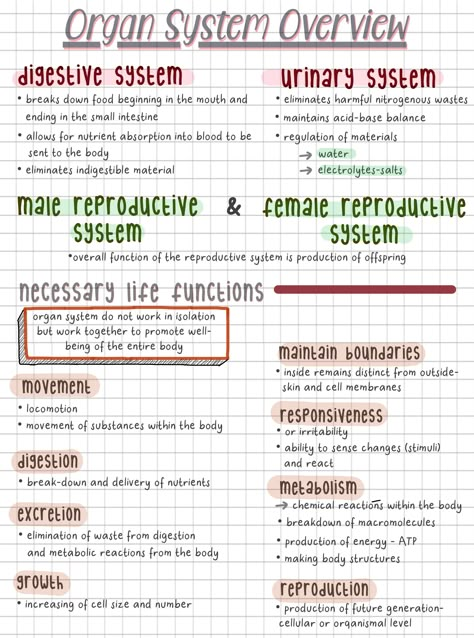 Nursing Notes Anatomy And Physiology, Ways To Study Anatomy And Physiology, Anatomical Terminology Notes, Reproductive System Nursing Notes, Organ Systems Notes, Anatomy And Physiology Notes Chapter 1, Intro To Anatomy And Physiology Notes, Anatomy And Physiology Notes Study Nursing Schools, Human Anatomy And Physiology Notes