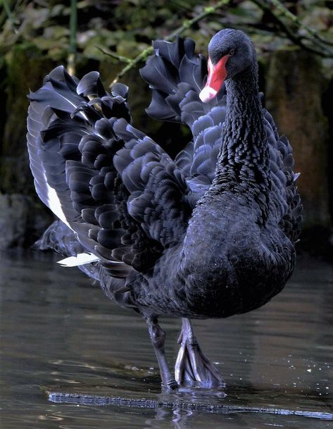 Black Swan Photography, Black Swan Animal, Black Swan Bird, Black Swan Tattoo, Black Swans, Swan Bird, Beautiful Swan, Australian Birds, Pretty Animals