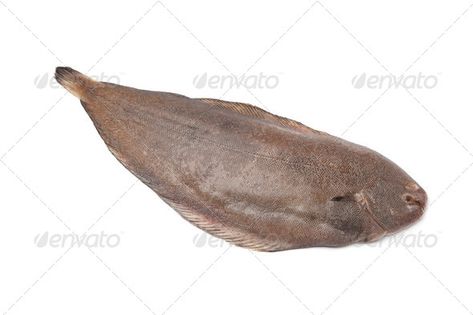 Whole single fresh sole fish by picturepartners. Whole single fresh sole fish on white background#sole, #fresh, #single, #fish Under Water Creatures, Sole Fish, Fish Photo, Art Logo Ideas, Food Photography Tutorial, Photoshop For Beginners, Photoshop Collage, Beginner Photo Editing, Photos Background