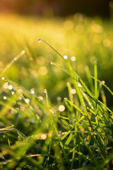 Dewy Days | A quick macro of the early morning dew. There's … | Flickr Morning Dew Aesthetic, Grassy Field, Grass Flower, Sleeve Ideas, Morning Dew, Long T, Green Aesthetic, Too Long, Early Morning