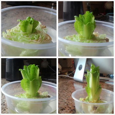 You can regrow lettuce from scraps. Regrow Lettuce Romaine, Regrowing Romaine Lettuce, How To Regrow Lettuce, Grow Romaine Lettuce, Lettuce In Containers, Regrow Lettuce, Romaine Lettuce Growing, Growing Lettuce Indoors, Regrow Vegetables