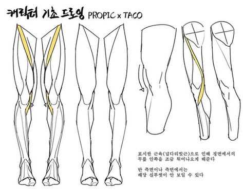 The highlighted muscle (sartorius) makes the knee bump out a little when seen from the front.  However from a side angle, the silhouette of this muscle can’t be seen most of the time. Leg Reference, Leg Anatomy, Drawing Legs, Anatomy Tutorial, Human Anatomy Drawing, Body Drawing Tutorial, Human Anatomy Art, Anatomy Sketches, Anatomy For Artists