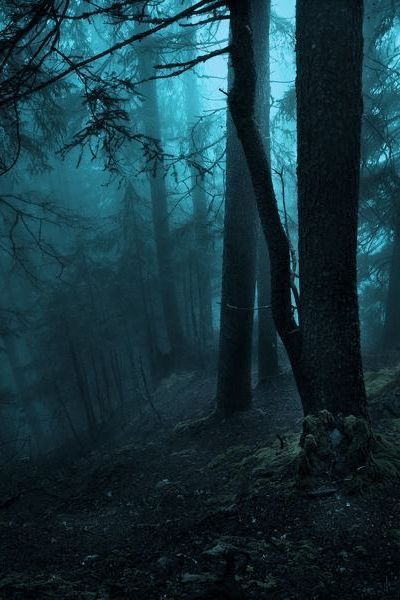 Dark Naturalism, Fairy Grunge Aesthetic, Dark Forest Aesthetic, Blue Aesthetic Dark, Twilight Photos, Dark Fairycore, Forest Aesthetic, Dark Green Aesthetic, Spotify Artist