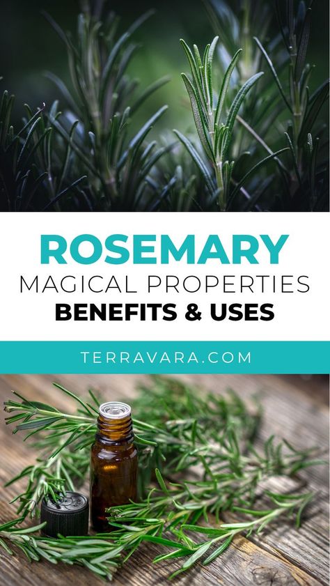 Fresh rosemary herbs with magical properties. Rosemary Witchcraft Uses, Uses Of Rosemary, Rosemary Health Benefits, Rosemary Herb, Magickal Herbs, Witch Herbs, Magic Herbs, Magical Herbs, Essential Oil Blends Recipes