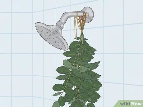 Eucalyptus Hanging From Shower Head, Hang Eucalyptus Bathroom, How To Hang Eucalyptus In Shower Bathroom, Dried Eucalyptus Shower Head, Eucalyptus In The Shower, Hanging Eucalyptus Bathroom, Drying Eucalyptus Diy, How To Hang Eucalyptus Shower Head, Shower Eucalyptus