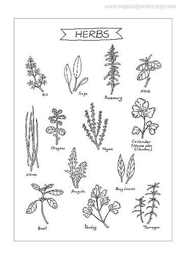 Herbs-Kitchen Art  #TuscanyAgriturismoGiratola Herbal Kitchen, Herbs Illustration, Illustration Kitchen, Graphic Art Prints, Kitchen Art Prints, Leaves Illustration, Culinary Art, Ink Illustration, Plant Drawing