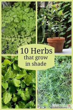 Perrenial Herbs, Container Herbs, Growing Herbs Outdoors, Homegrown Herbs, Raised Herb Garden, Easy Herbs To Grow, Small Herb Gardens, Growing Herbs Indoors, Outdoor Herb Garden