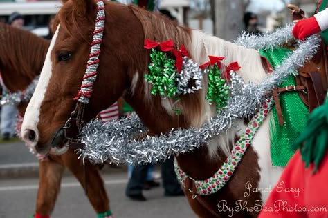 Cash's Steppin' Up: Don't Get Bored Horse Parade Float Ideas, Horse Parade Ideas, Christmas Parade Horse Ideas, Horse Christmas Parade Ideas, Horse Dressed Up For Christmas, Horse Christmas Costume, Christmas Horse Costumes, Horse Christmas Parade, Horses Dressed Up For Halloween