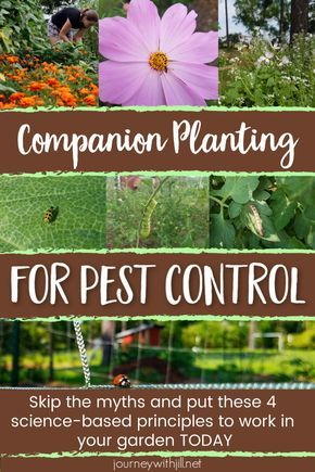 Garden In Raised Beds, Summer Vegetable Garden, Raised Bed Ideas, Planting Chart, Companion Planting Chart, Companion Planting Vegetables, Companion Gardening, Garden Raised Beds, Garden Companion Planting