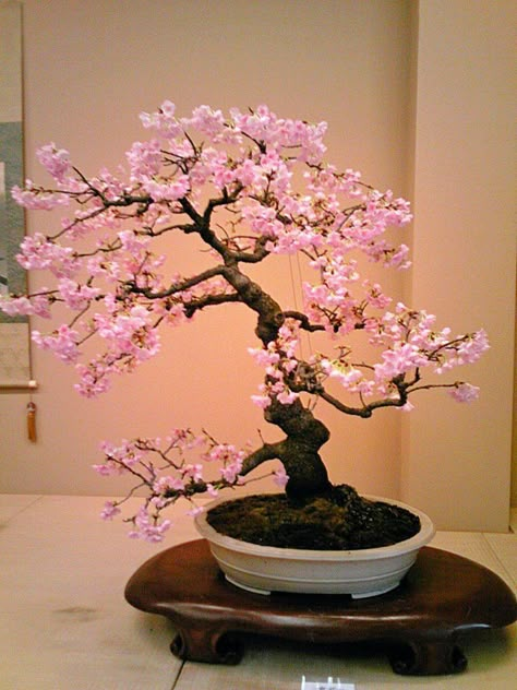 Bonsai Tree Tattoo, Cherry Blossom Bonsai, Cherry Bonsai, Cherry Blossom Bonsai Tree, Bonsai Tree Tattoos, Flowering Bonsai, Flowering Bonsai Tree, Japanese Bonsai Tree, Bonsai Tree Types