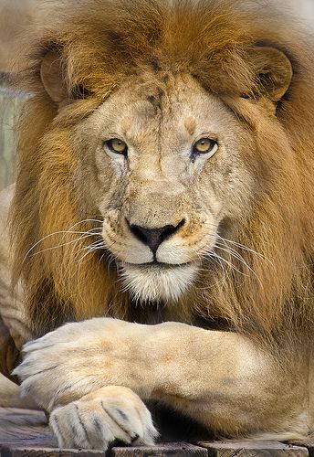 Mr. Lion Be friendly eventhough you know he is your enemy! Lion Photography, Lions Photos, Beautiful Lion, Lion Love, Lion Wallpaper, Lion King Art, Lion Images, King Lion, Lion Pictures