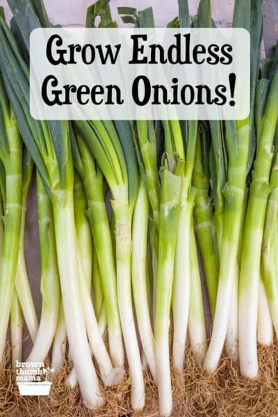 Growing Green Onions In Containers, Green Onion Plant, Scallions Vs Green Onions, How To Plant Green Onions, How To Grow White Onions, Green Onion Uses, Growing Green Onions Indoors, Regrowing Green Onions, How To Grow Green Onions Indoors