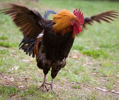 Rooster Flying, Rooster Vs Hen, Rooster Pictures, Silkie Rooster, Flying Chicken, Chicken Drawing, Clown Paintings, Chicken Pictures, Bird People