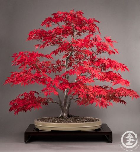 Red Maple Bonsai, Japanese Maple Bonsai, Maple Seeds, Japanese Red Maple, Tree Types, Maple Bonsai, Bonsai Forest, Red Maple Tree, Bonsai Tree Types