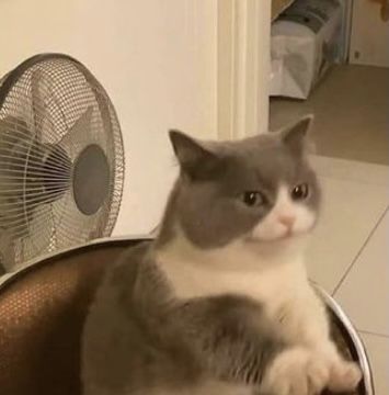 Cat Expressions, Cute Animals Images, Funny Cat Memes, Funny Cat Pictures, Cute Animal Photos, Cute Memes, Funny Cute Cats, Sweet Animals, Animal Dolls