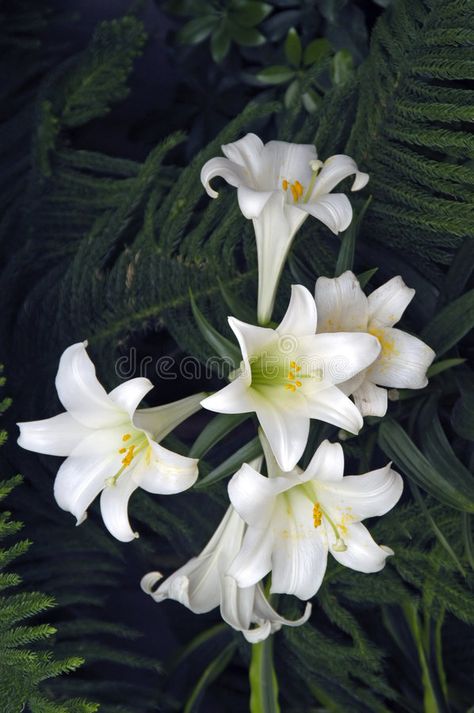 Picture Of A Flower, Outdoor Easter Decor, Saint Joseph Art, Resurrection Jesus, Lilium Candidum, Easter Lilies, Christ Centered Easter, August Flowers, Trumpet Lily