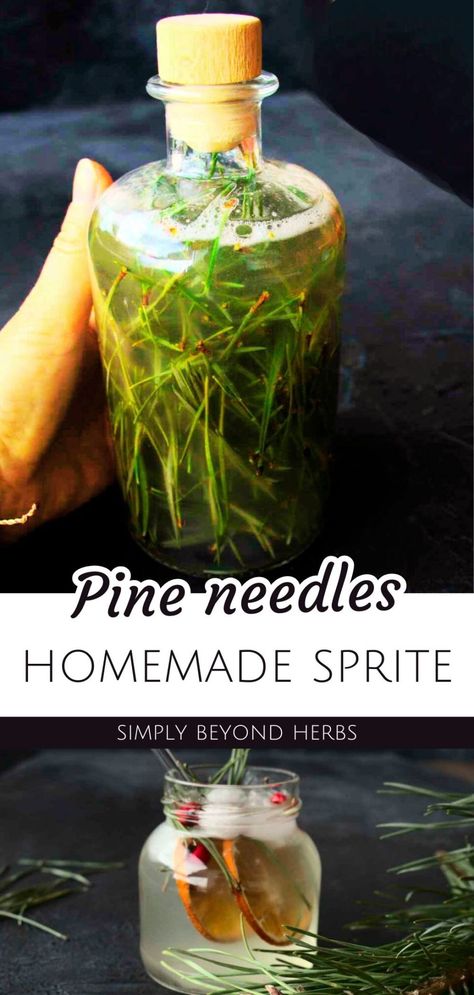 Homemade Sprite, Pine Needle Soda, Fermented Tomatoes, Herbalism Recipes, Herbal Diy, Fermented Food Recipes, Medicinal Weeds, Pine Needle Tea, Herbal Drink