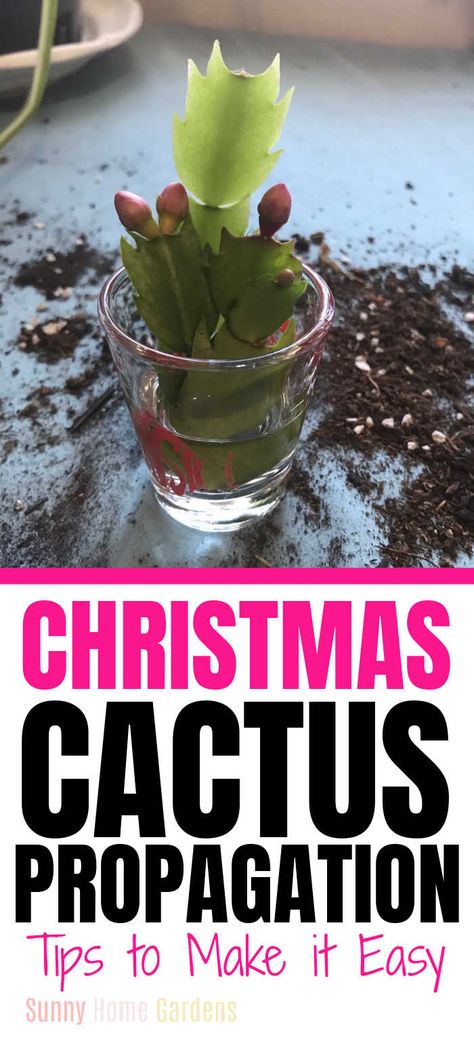 Rooting Christmas Cactus, How To Propagate A Christmas Cactus, How To Root A Christmas Cactus, Propagating Christmas Cactus, Propagate Christmas Cactus, Cactus Propagation, Christmas Cactus Propagation, Christmas Cactus Care, Cactus Leaves