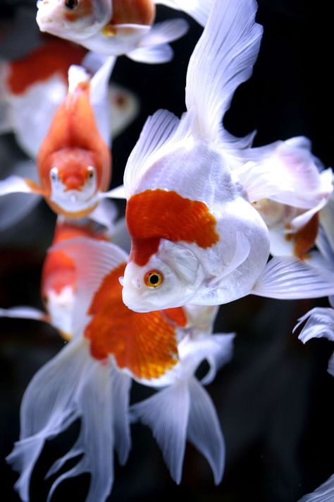 goldfish by rin-ka, via Flickr--such perfection, bordering on idolatry, even Goldfish Swimming, Fancy Goldfish, Creature Marine, Pretty Fish, Fauna Marina, Water Animals, Pet Fish, Aquatic Life, Gold Fish