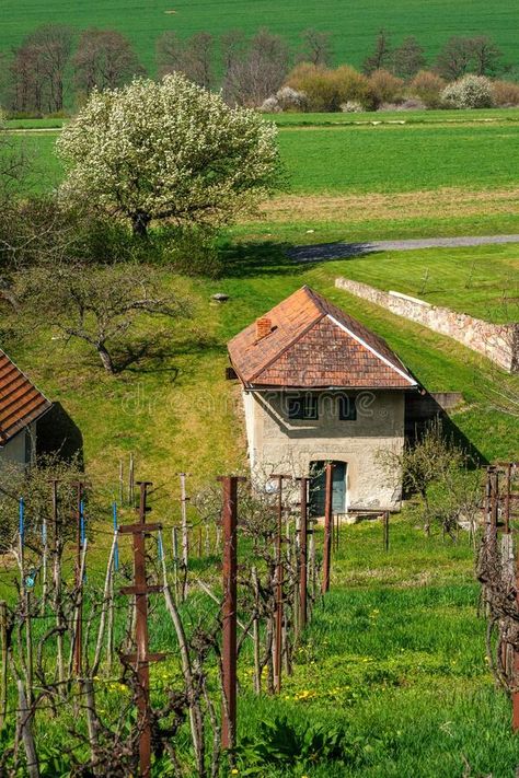 Picturesque old small vineyard in spring, in the background an old house with a cellar, the tradition of viticulture. stock photos 1900 Farmhouse, Small Vineyard, Vector Elements, Spring Background, Old House, Small House, Agriculture, Stock Images, Farmhouse