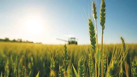 Harvesting Golden Wheat: Close-up view of ripe golden wheat with a combine harvester working in the background. #wheat #field #harvest #agriculture #farming #golden #crops #grain #aiart #aiphoto #stockcake https://ayr.app/l/cfb5 Farming Background, Combine Harvester, Golden Wheat, Wheat Field, Agriculture Farming, Wheat Fields, Clear Blue Sky, Wheat Free, 16 9