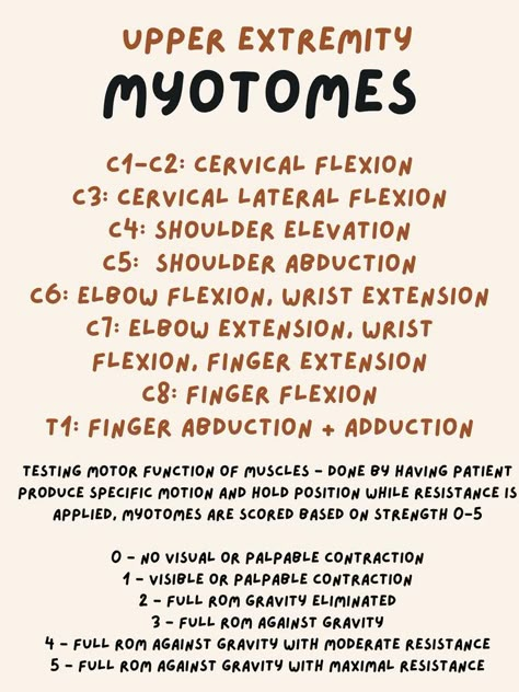 neurological screening dermatome myotome deep tendon reflexes lower extremity sensation motor function healthcare health professions nursing physical therapy athletic training physician nerve roots spine cervical thoracic lumbar Abdominal Muscles Anatomy, Deep Tendon Reflexes, Physical Therapy Assistant Student, Pta Programs, Physical Therapy Humor, Nbcot Exam, Muscles Anatomy, Physical Therapy School, Pt School