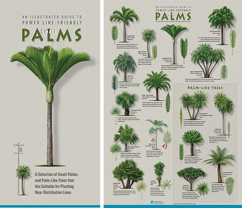 Plant the right tree in the right place Palm Tree Landscaping, Palm Tree Garden, Palm Tree Types, Palm Trees Garden, Tropical Pool Landscaping, Tree Landscaping, Tree Types, Trees Landscaping, Palm Trees Landscaping