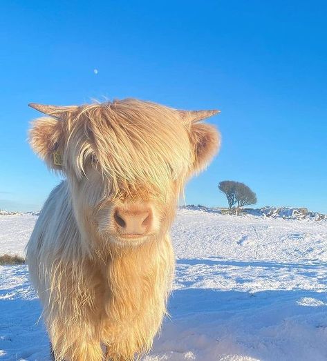 isle of skye scotland 🏴󠁧󠁢󠁳󠁣󠁴󠁿 on Instagram: “Select by @mattberthou 📸 : @kitchencoosandewes Site : 🏴󠁧󠁢󠁳󠁣󠁴󠁿 scotland” Long Haired Cows, Pet Cows, Mini Cows, Baby Highland Cow, Baby Farm Animals, Fluffy Cows, Cow Pictures, Moo Moo